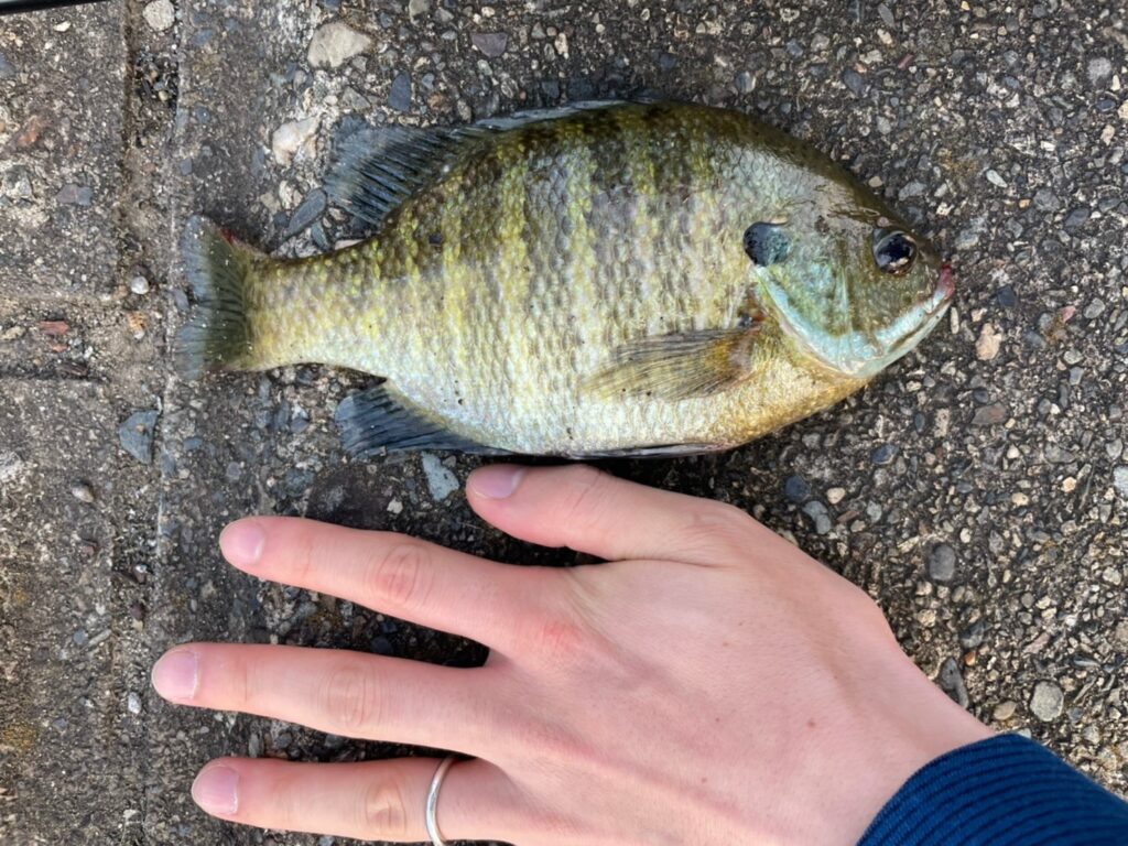 え 意外と旨い 川で釣ったブルーギルを食べた結果 なるフィッシュ