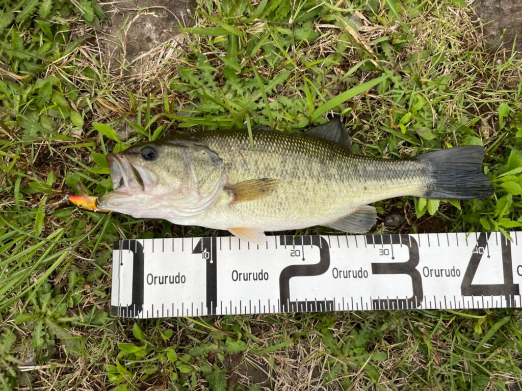 ブラックバスは実はうまい 干物にして食べてみた結果 なるフィッシュ