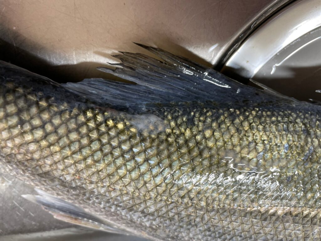 これをやったら不味くなる 釣った魚の刺身を作る時のng行為5選 なるフィッシュ これをやったら不味くなる 釣った魚の刺身を作る時のng行為5選 なるフィッシュ