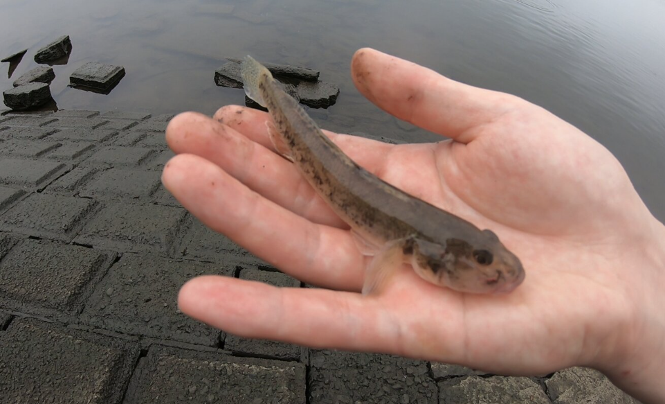 ハゼのいる場所はバチ抜けエリアを重なることがよくある