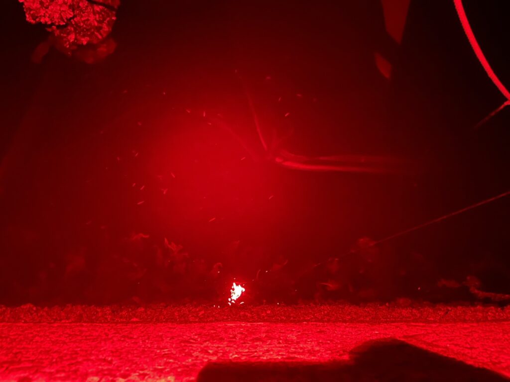 魚に警戒させない赤色ライト搭載のシーボンズヘッドライト