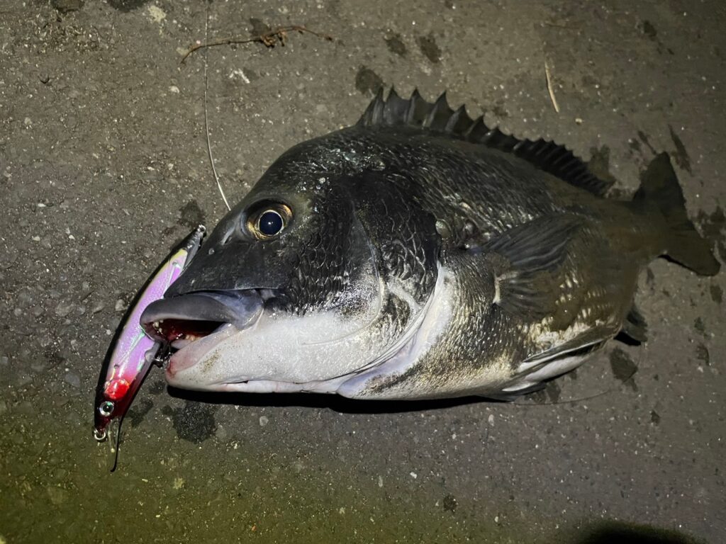 ダイソースプリットリングを使って釣ったクロダイ