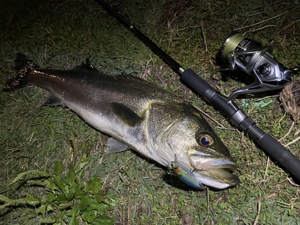 3年前に補修したロッドで釣ったシーバスの画像