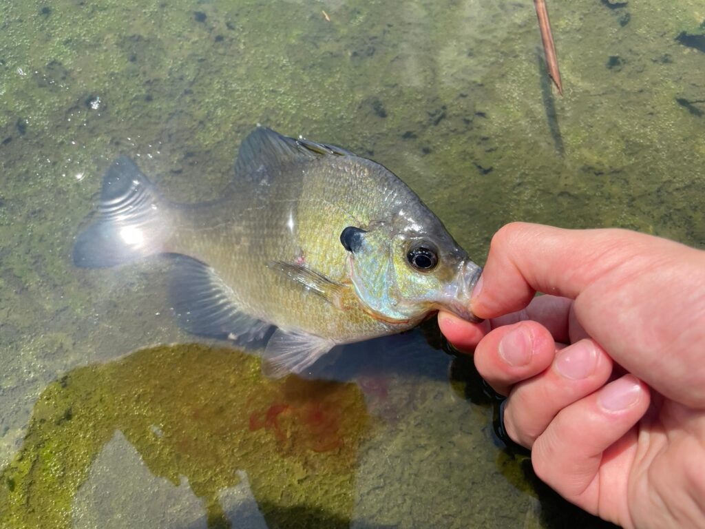 レッグワームで釣れたブルーギルの画像