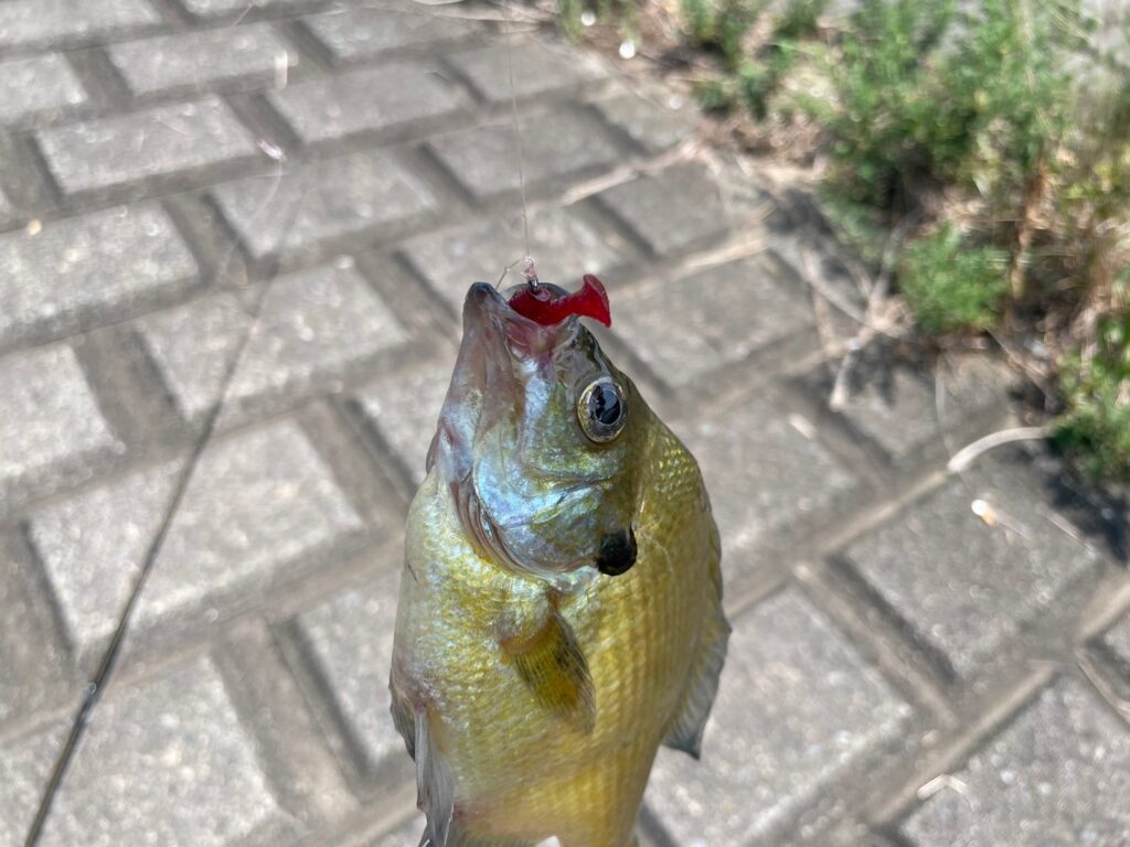 レッグワームで釣れたブルーギルの画像