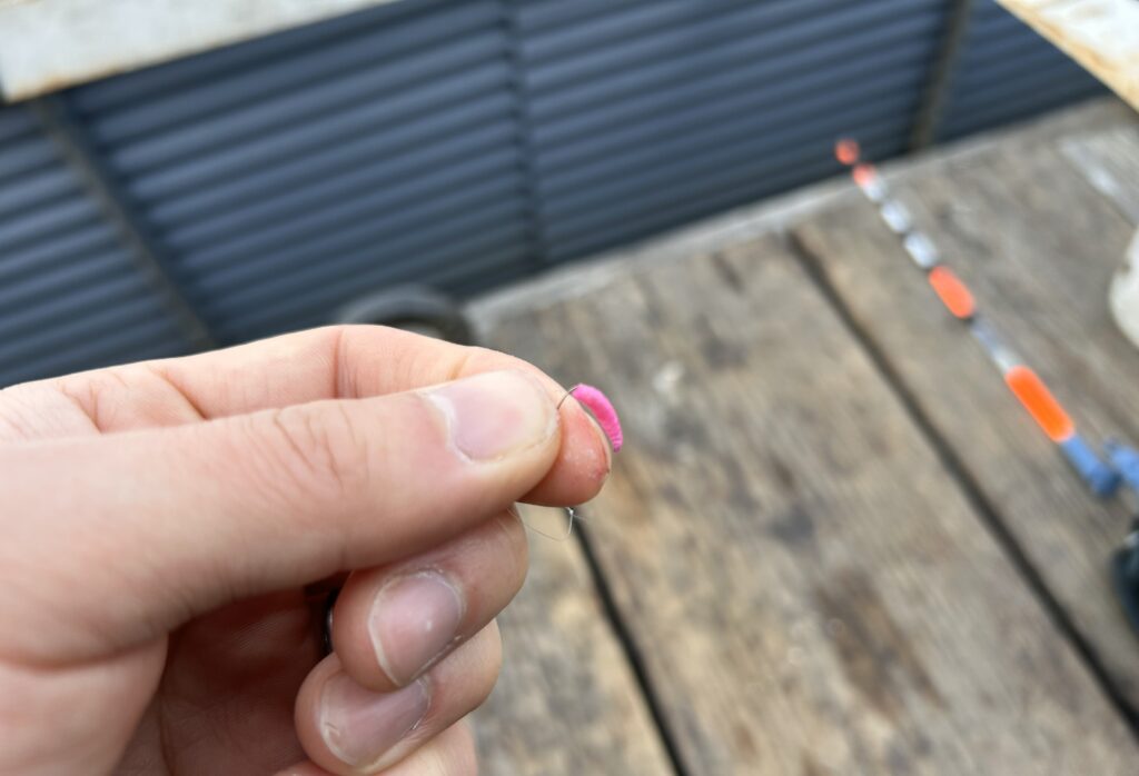 ワカサギ釣りのエサで使う紅サシ(ベニサシ)